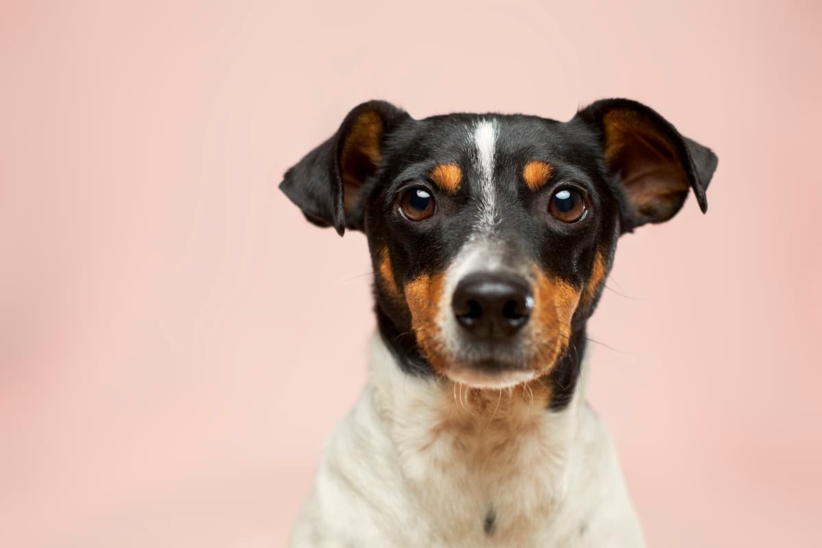Dog Parks Near Liberty Village: A Trainer's Honest Guide (and When to Skip Them)