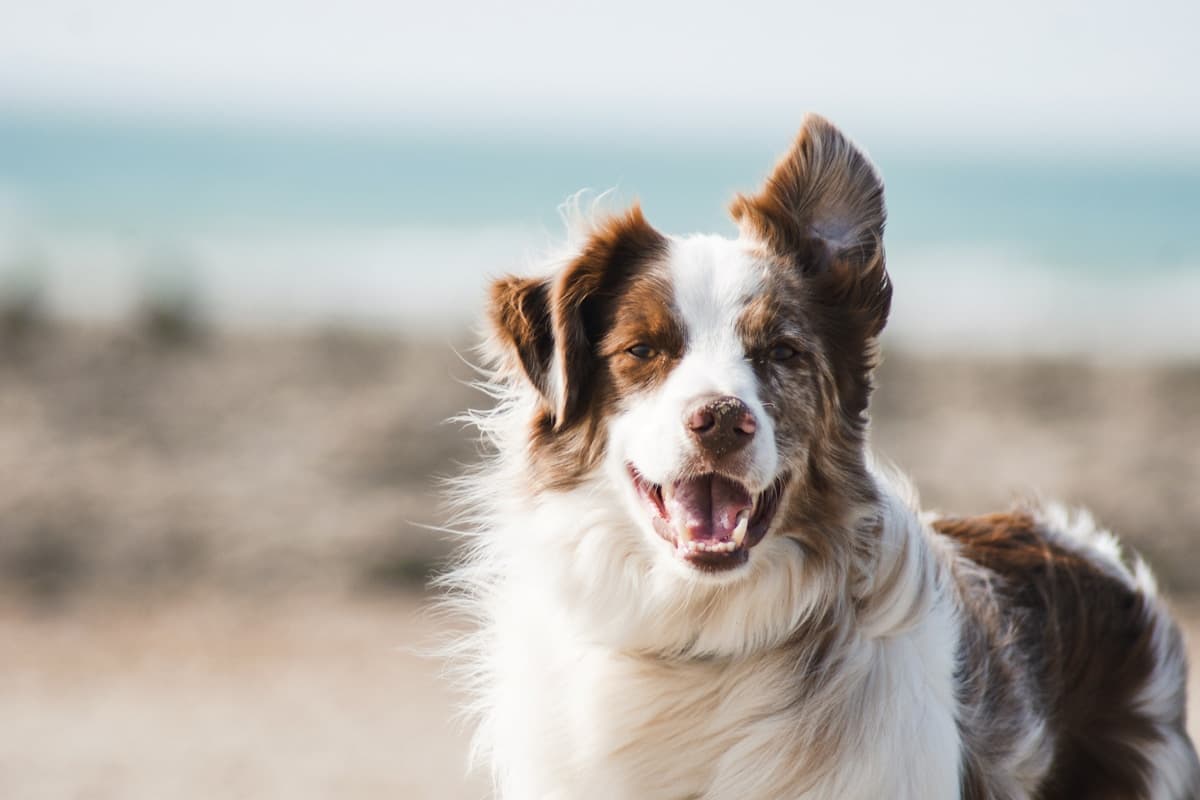 Puppy Socialization in Toronto: A Trainer's Guide to the Critical Window