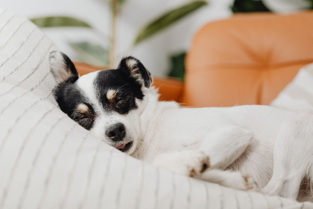 Overnight guests settle into a familiar routine