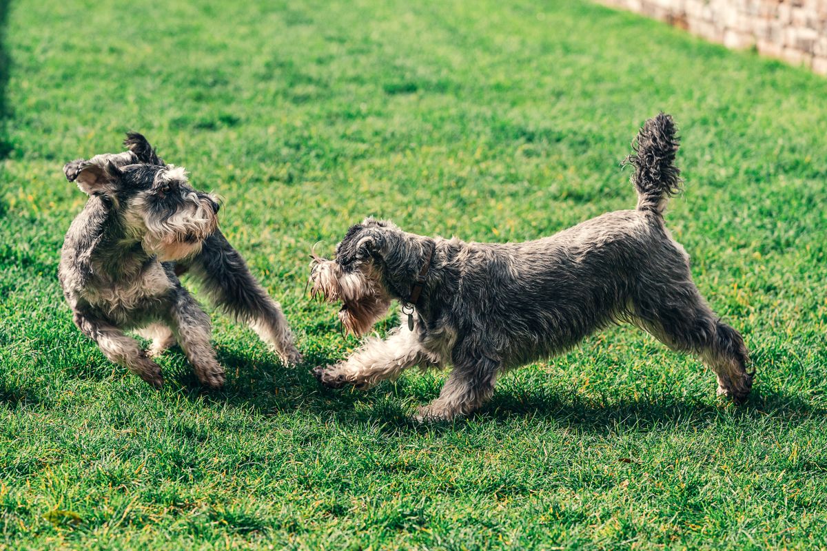 Two dogs in a happy game of chase
