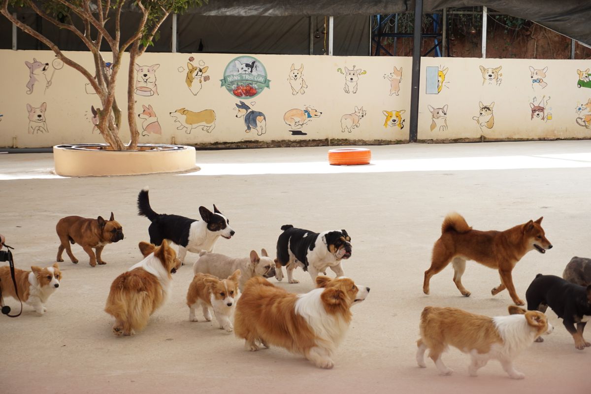 Dogs in a supervised play session