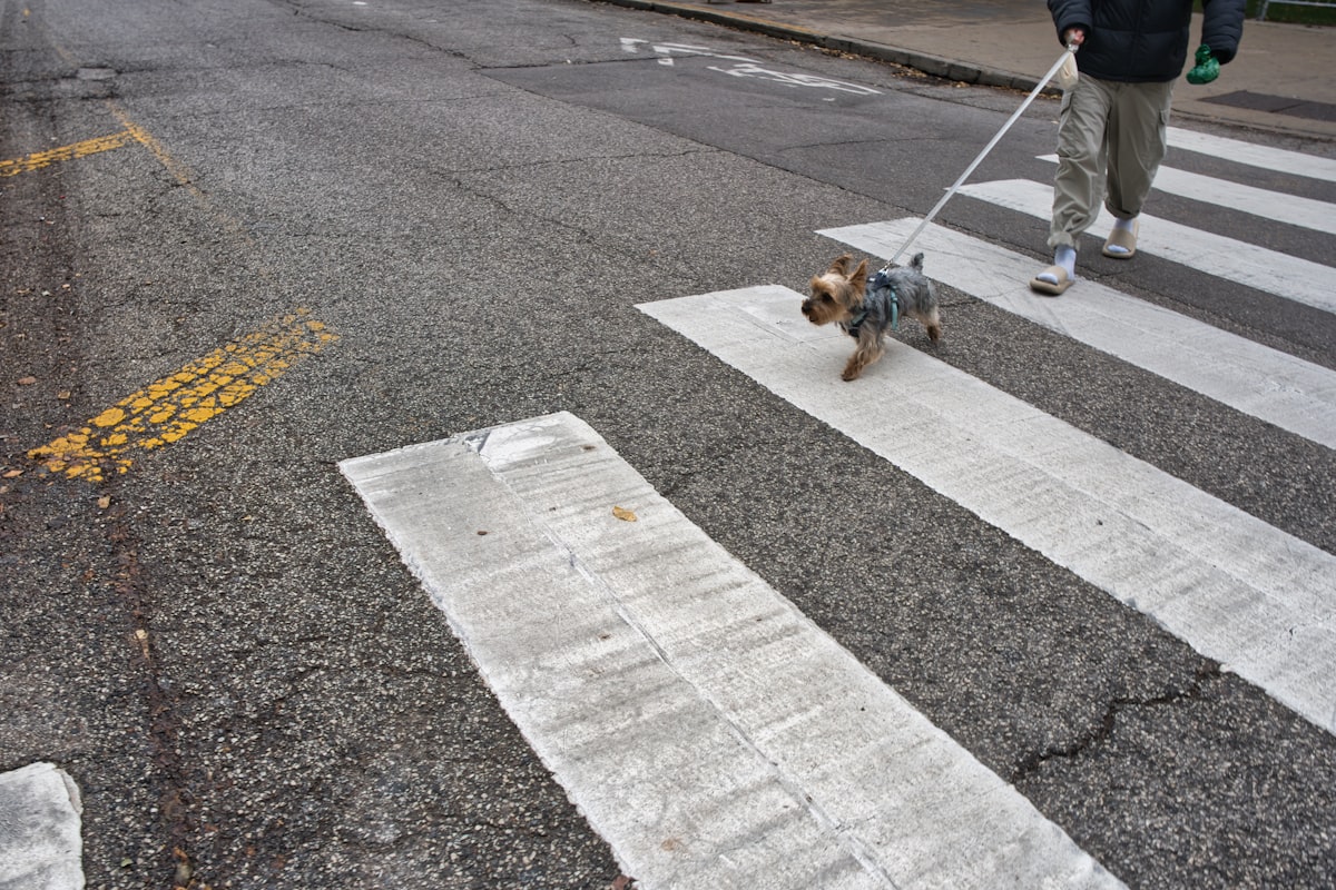 A small dog taking a busy city crosswalk in stride