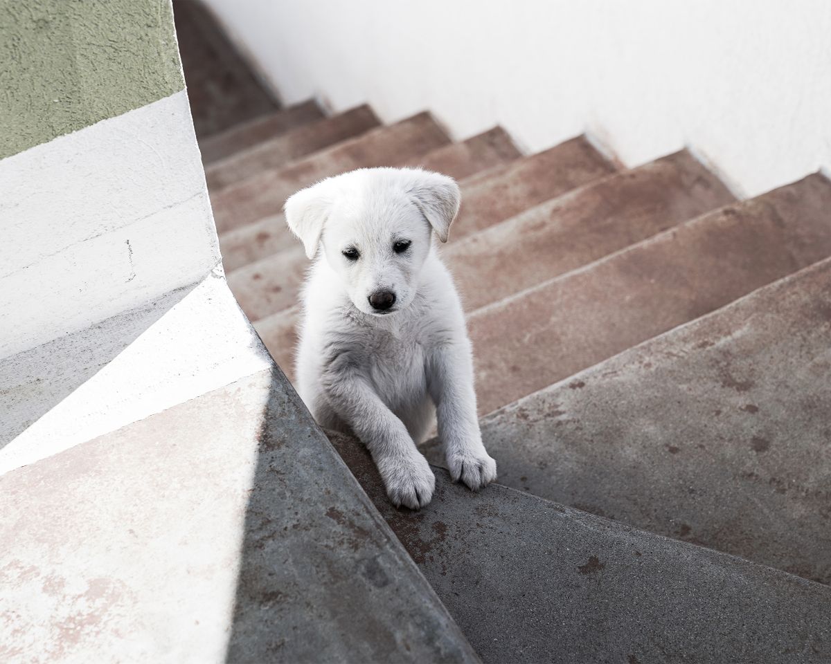A puppy learning stairs one step at a time