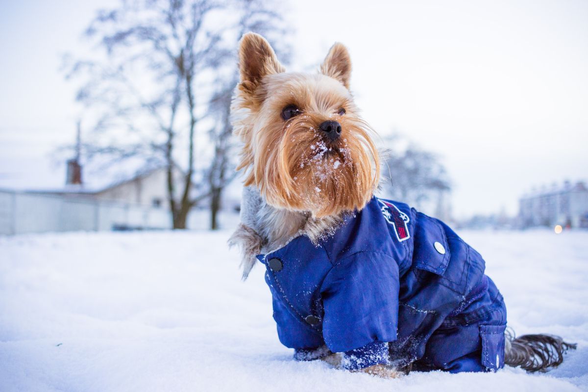 A small dog suited up for real winter