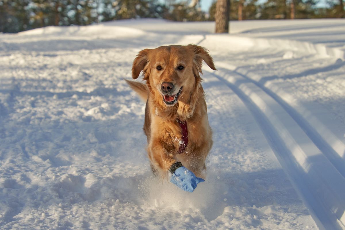 A dog bounding through snow with a paw boot on